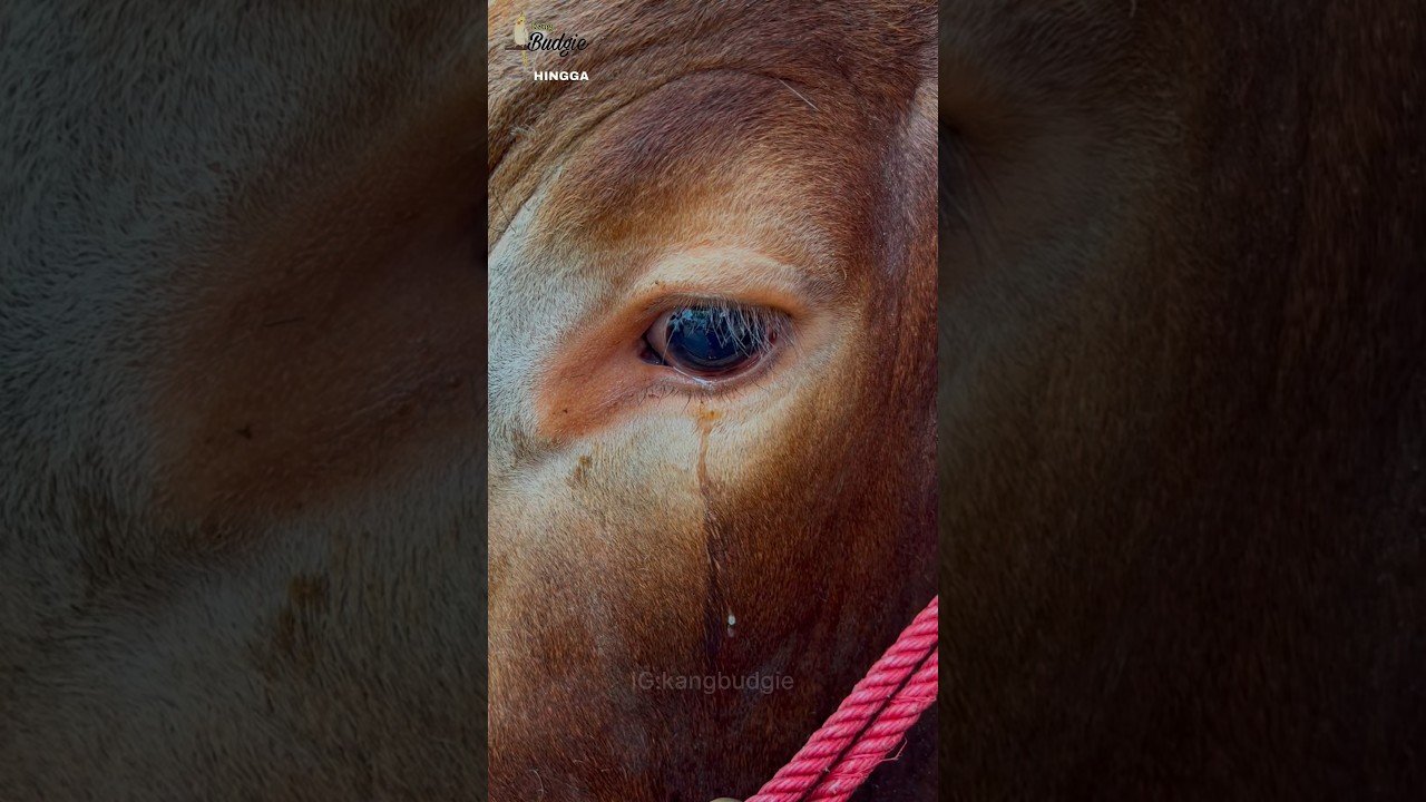 Kangen Wariso 🥺 #wariso #irfanhakim