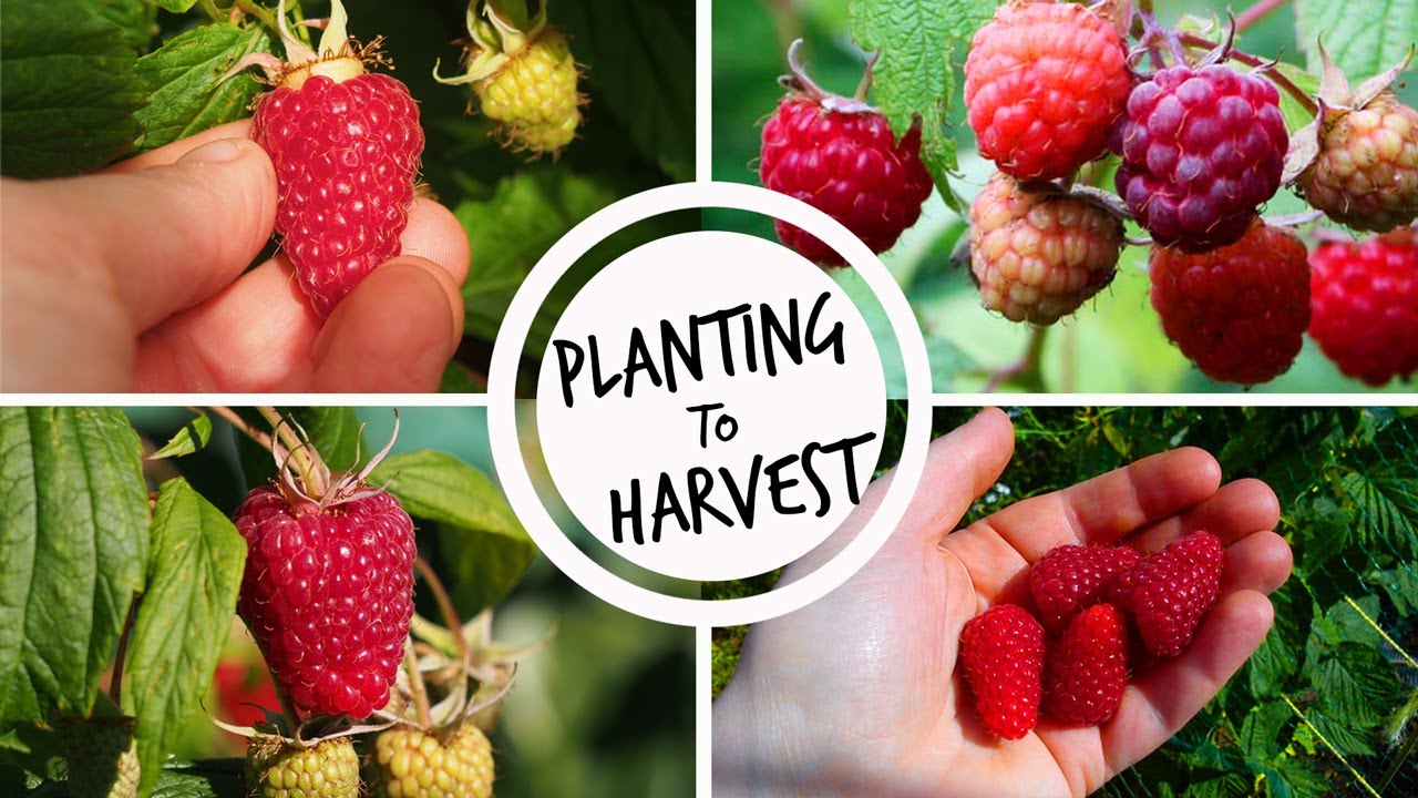 Growing Raspberries: Planting to Harvest 🍇