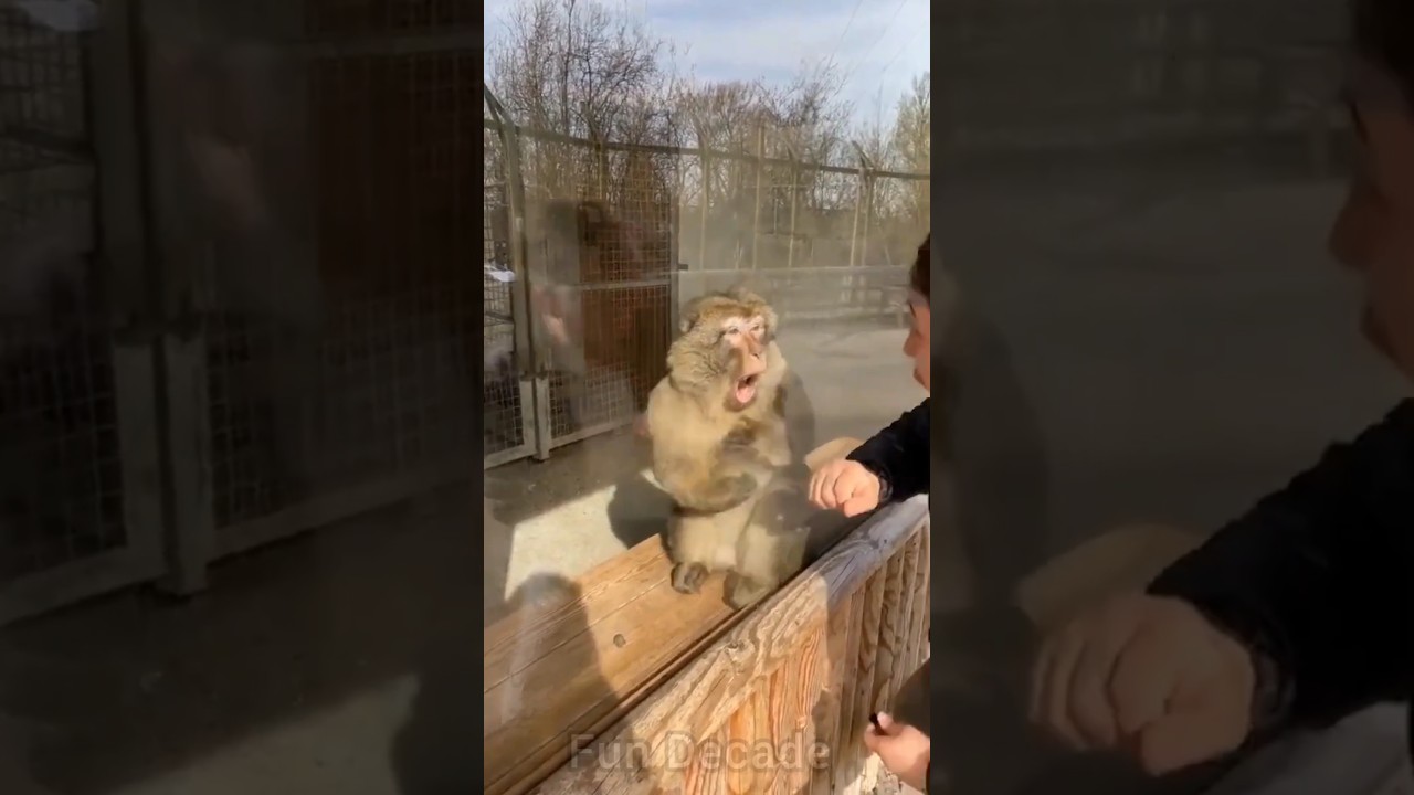 Monkey Reacts Hilariously to Magic ✨
