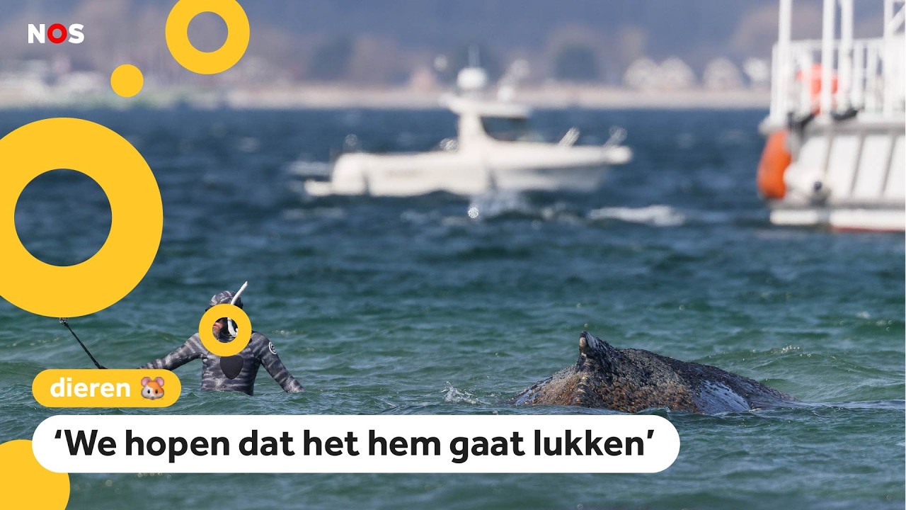 Walvis die dagen vastzat voor Duitse kust opnieuw aangespoeld