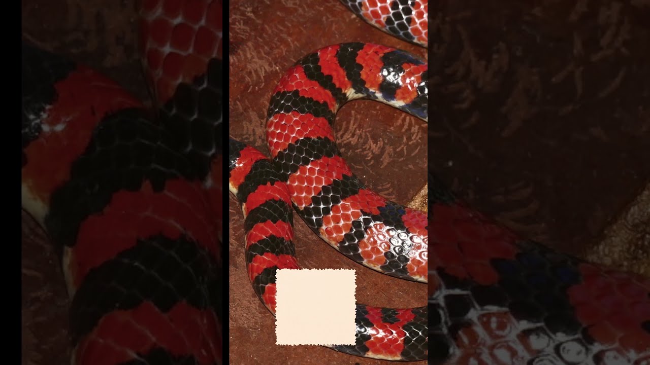 Unveiling the Fascinating Evolution of Cryptography & Codebreaking 🔐