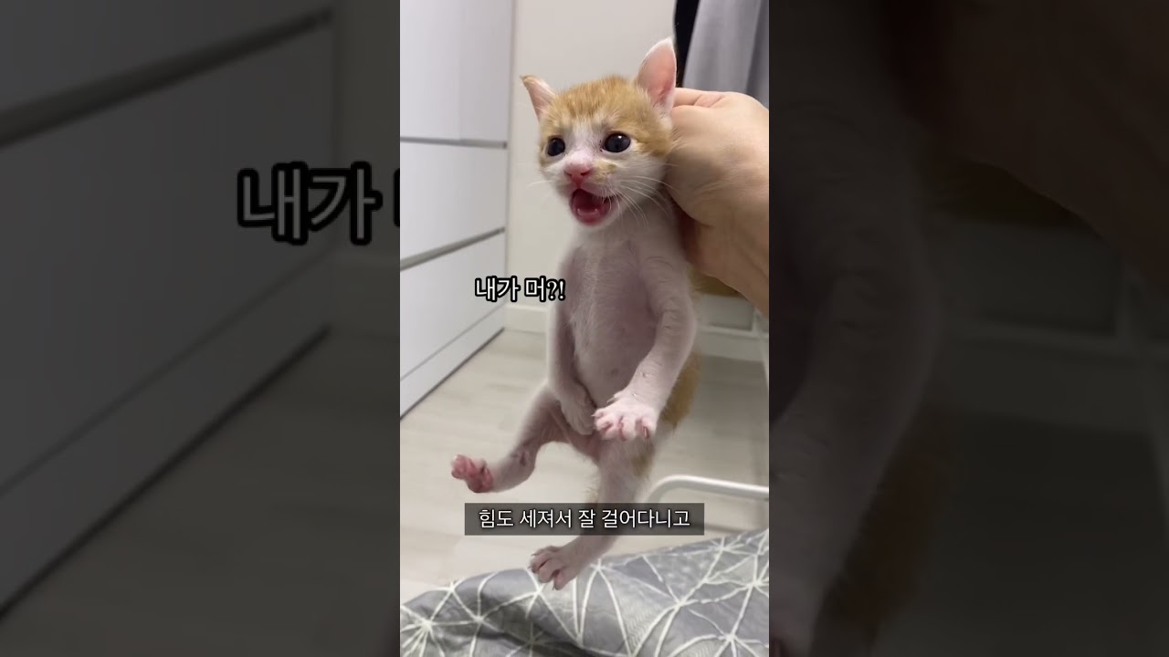 구조된 아기고양이의 놀라운 변화 🐱