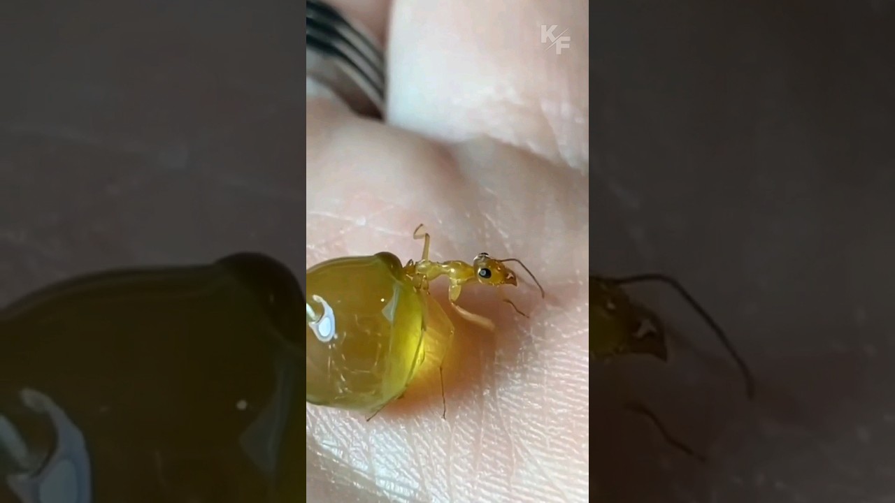 Marvels of Nature: The Life of Honeypot Ants 🐜