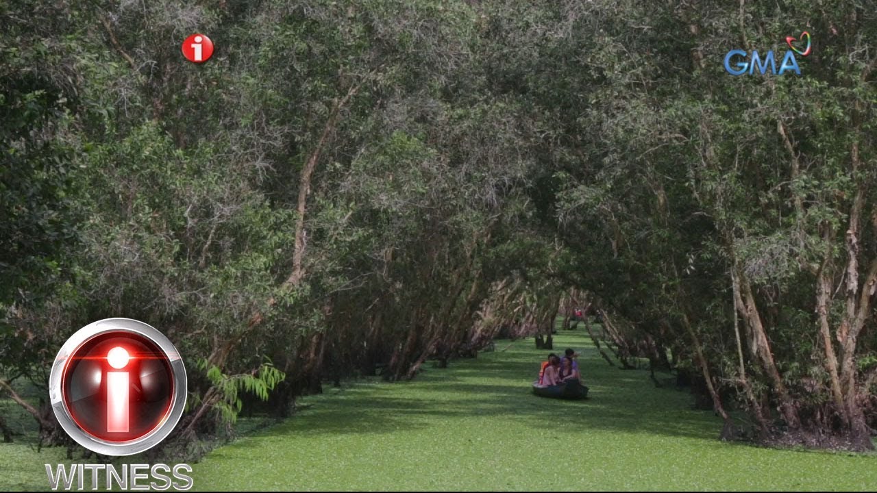 Tra Su Forest: Ang Kamangha-manghang Kakaibang Kagubatan sa Ilog Mekong 🌿