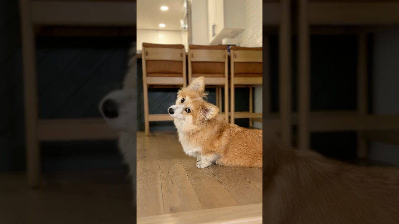 The Fastest Corgi Alive! 🐾