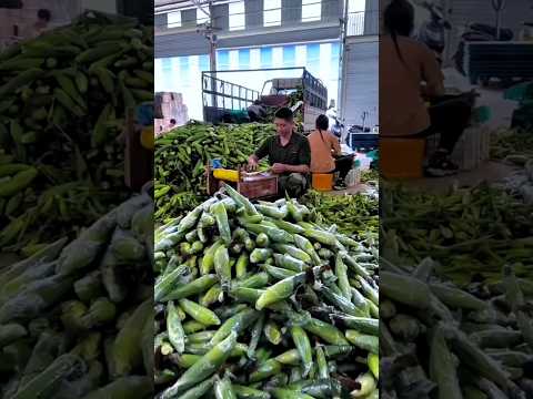 #shorts #agriculture #farming2024 #satisfying #machine #shot #EliteShortsUnleashed #3711