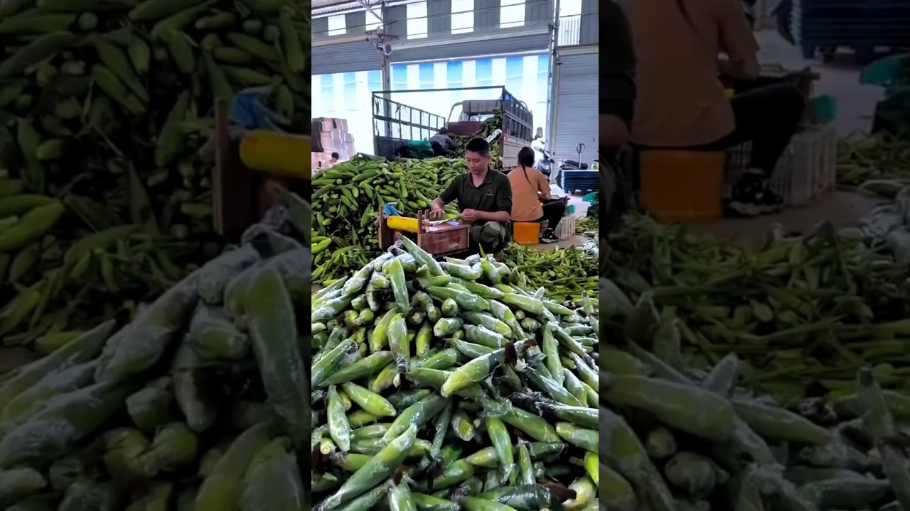 Amazing Farming Machines in Action 🚜 | Satisfying Agriculture Shots 2024
