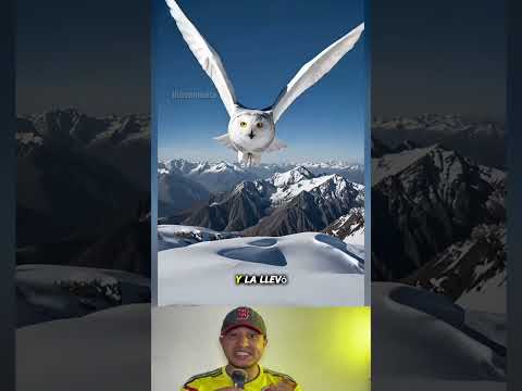 Miren lo que le sucedió 😳#amazing #shorts #feed