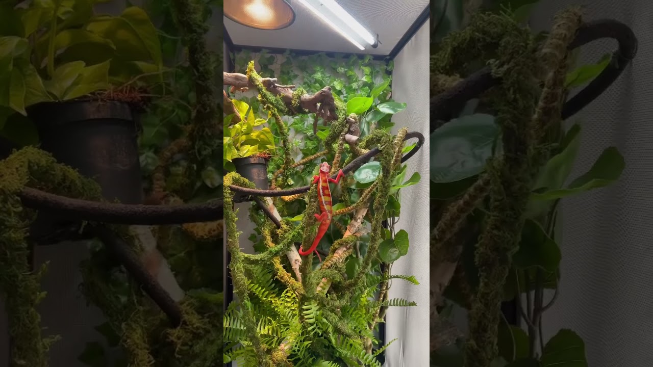 Custom Panther Chameleon Enclosure