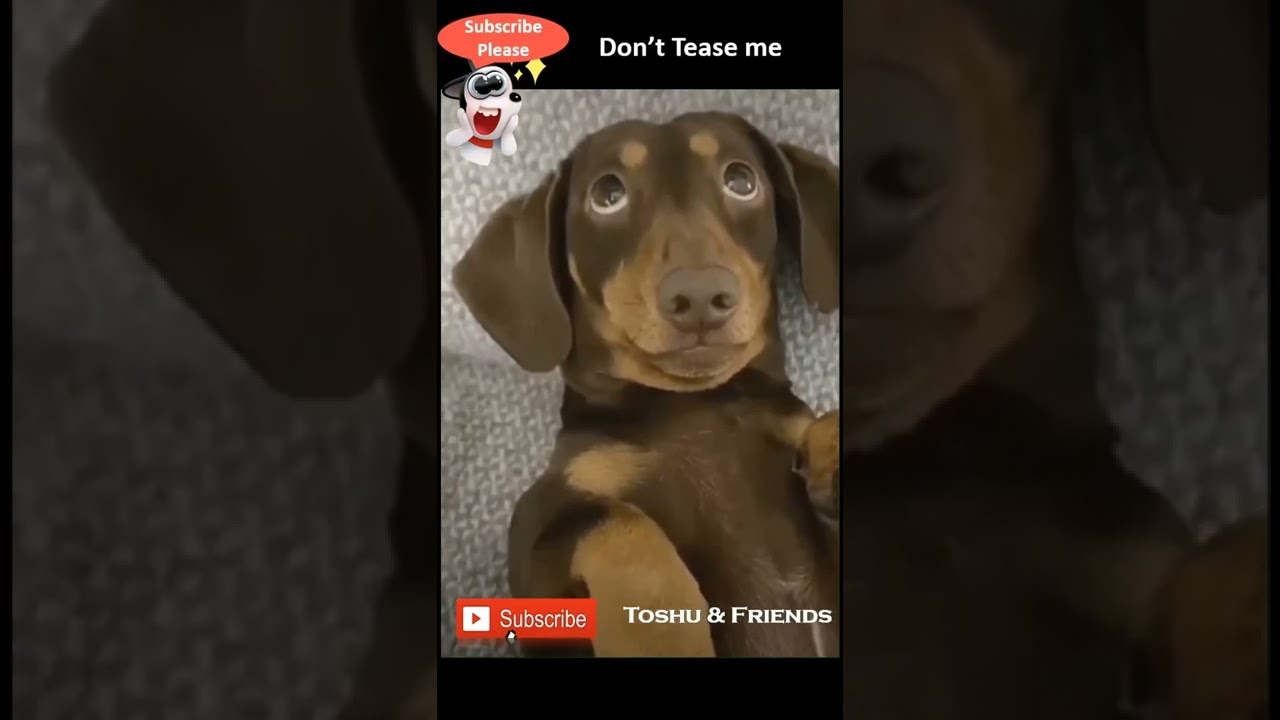 Cute Dog Says Don't Tease Me 🐶 | Toshu & Friends