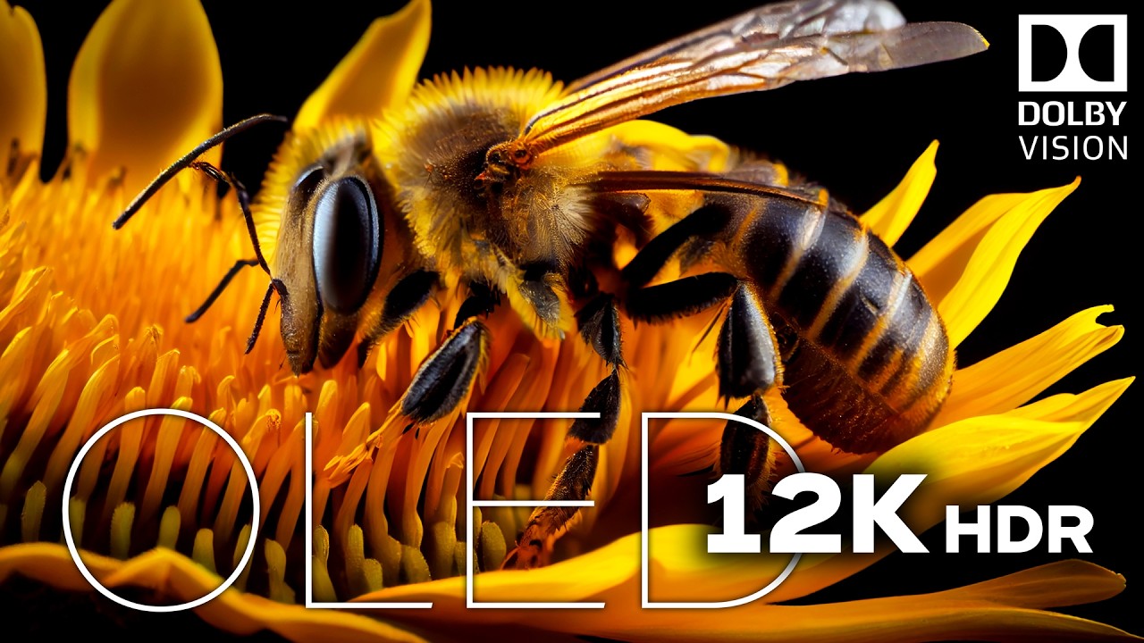 OLED Test 12K HDR 120fps Dolby Vision