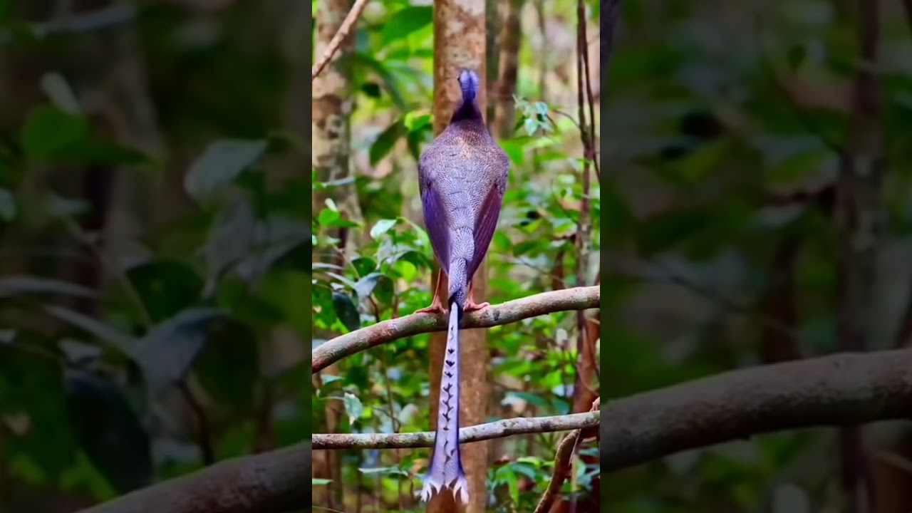 Burung Termahal Dunia, Suaranya Bikin Merinding 🎶