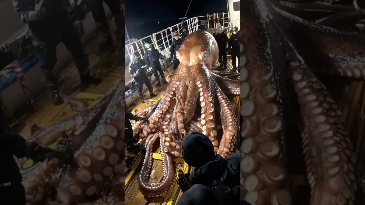 Top 10 Deadliest Ocean Animals 🌊