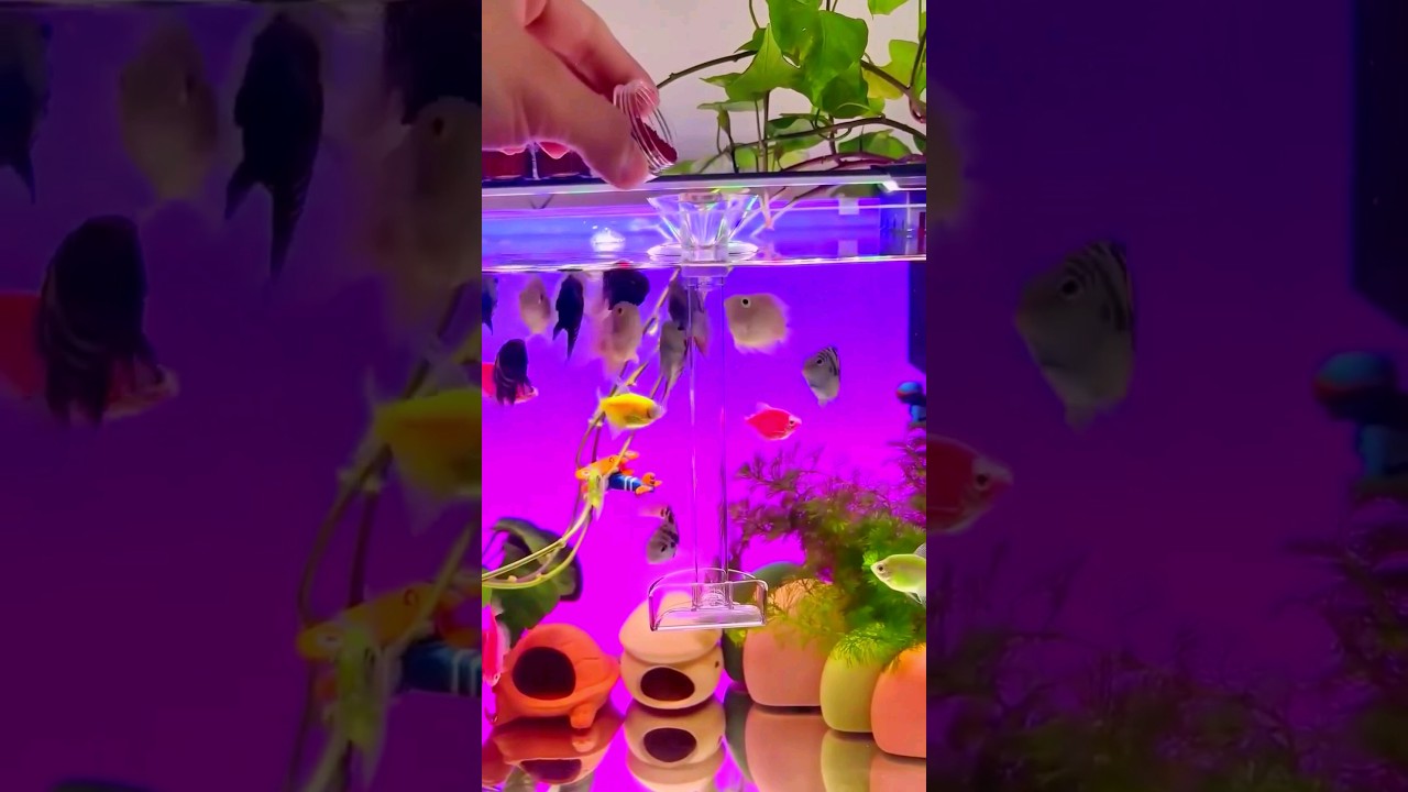 New Tetra Aquarium Setup 🐟 | Home Aquarium Ideas