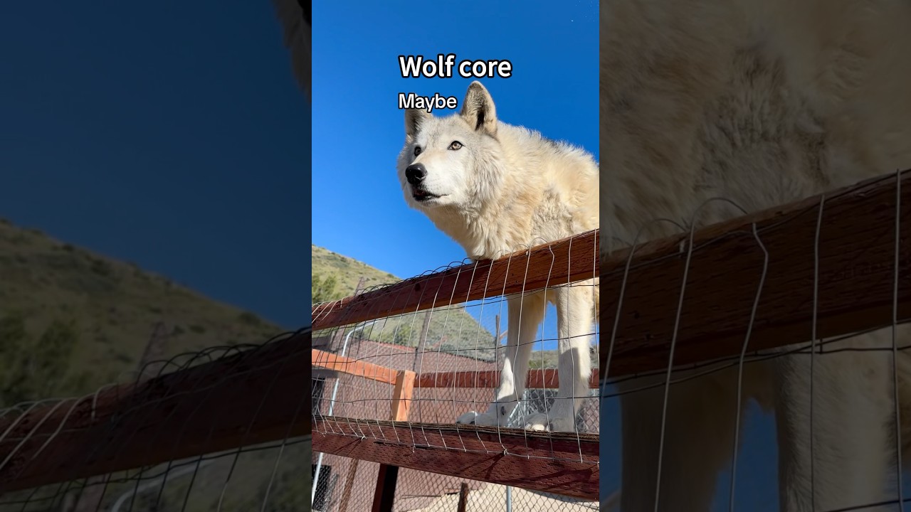 Wolf Core 🐺: Fun & Funny Wolf Videos