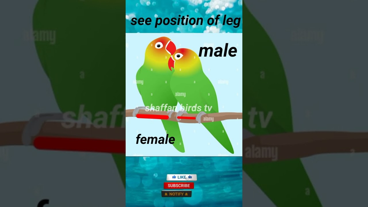 Love Birds: Male & Female Differences π¦