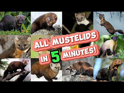 Mustelidae P1 : Family of Fiercest Carnivores (Wolverine, Tayra, Marten, Fisher)