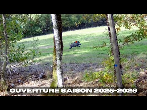Chasse aux sangliers en Sologne - Saison 2025-2026