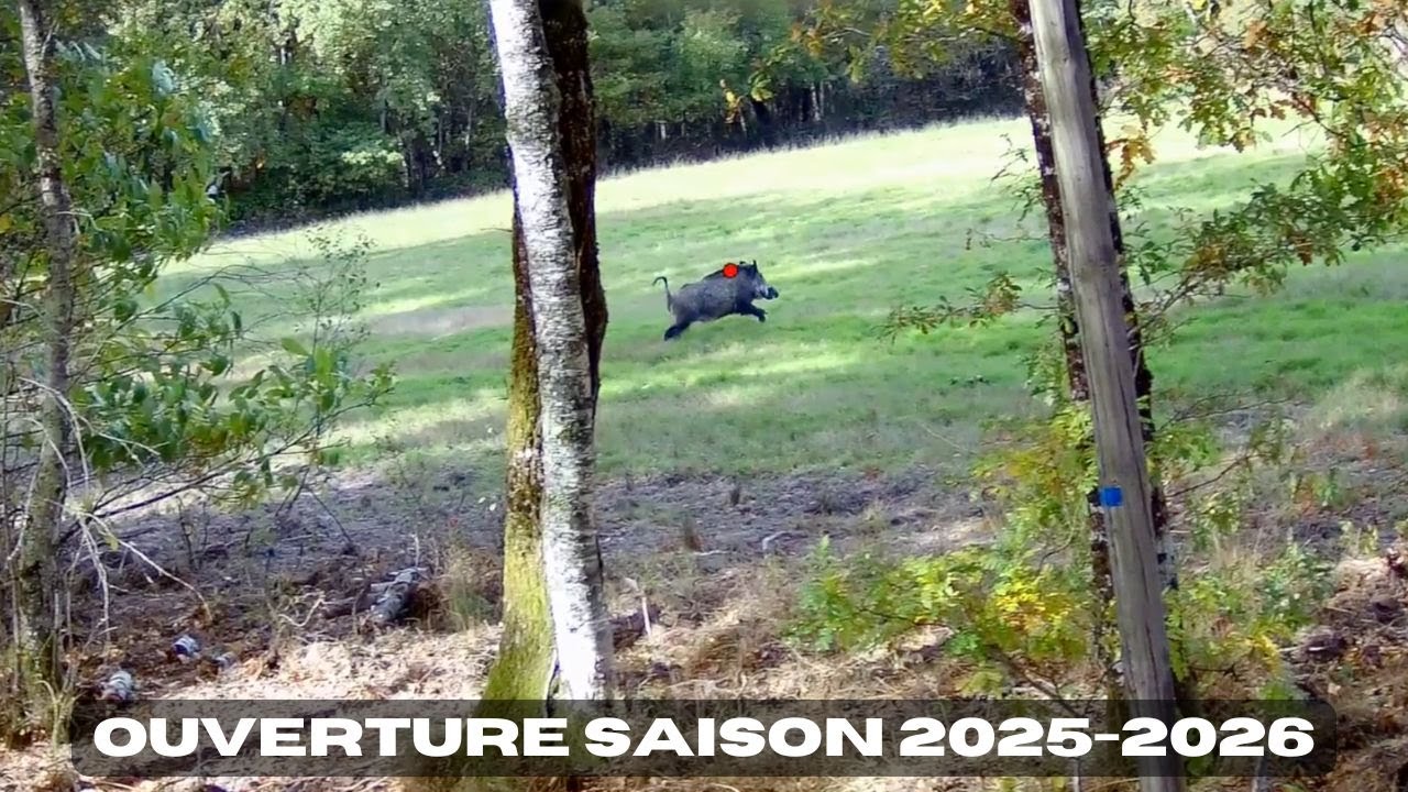 Chasse aux Sangliers en Sologne 2025-2026 🦌 Rejoignez l'Aventure!