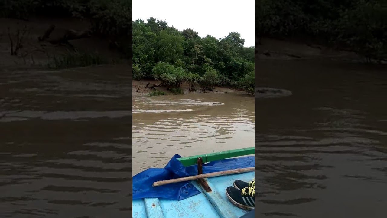 Visit Bhitarkanika National Park 🌿