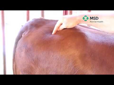 Cattle Intramuscular Injection Techniques π