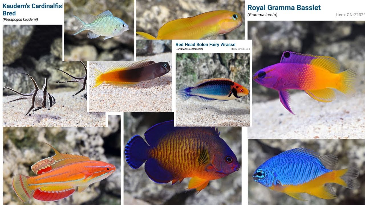 Ikan Hias Laut Mudah untuk Pemula 🌊