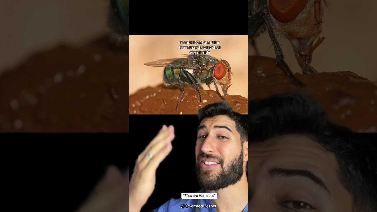 Flies: More Than Just Nuisance 🦟