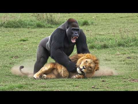 80 Times Animals Messed With The Wrong Opponent