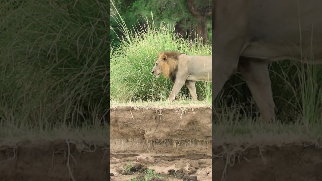 LIONS in the WILD! New Membership Video Out Now! #cat #wildlife #nature