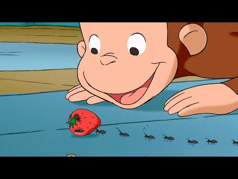 ¡La patrulla antihormigas de Jorge! | Episodios Completos | Jorge El Curioso En Español