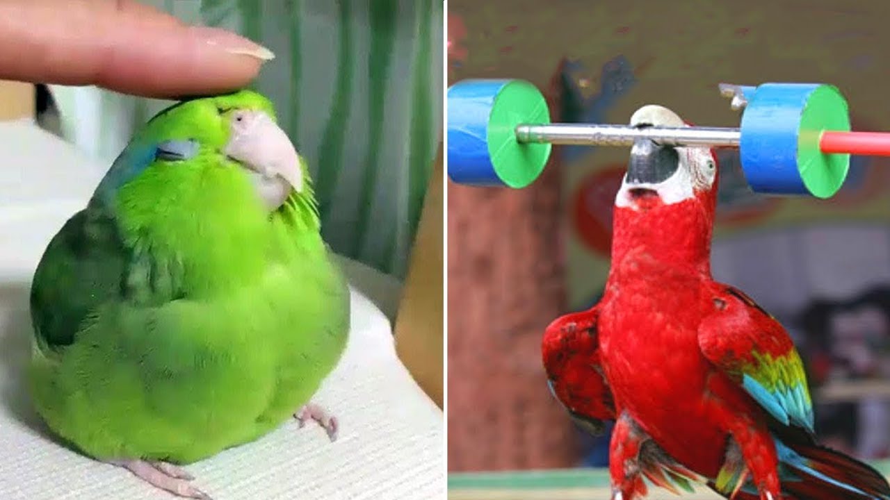 Funny & Smart Parrots Talking Compilation (2023) 🦜