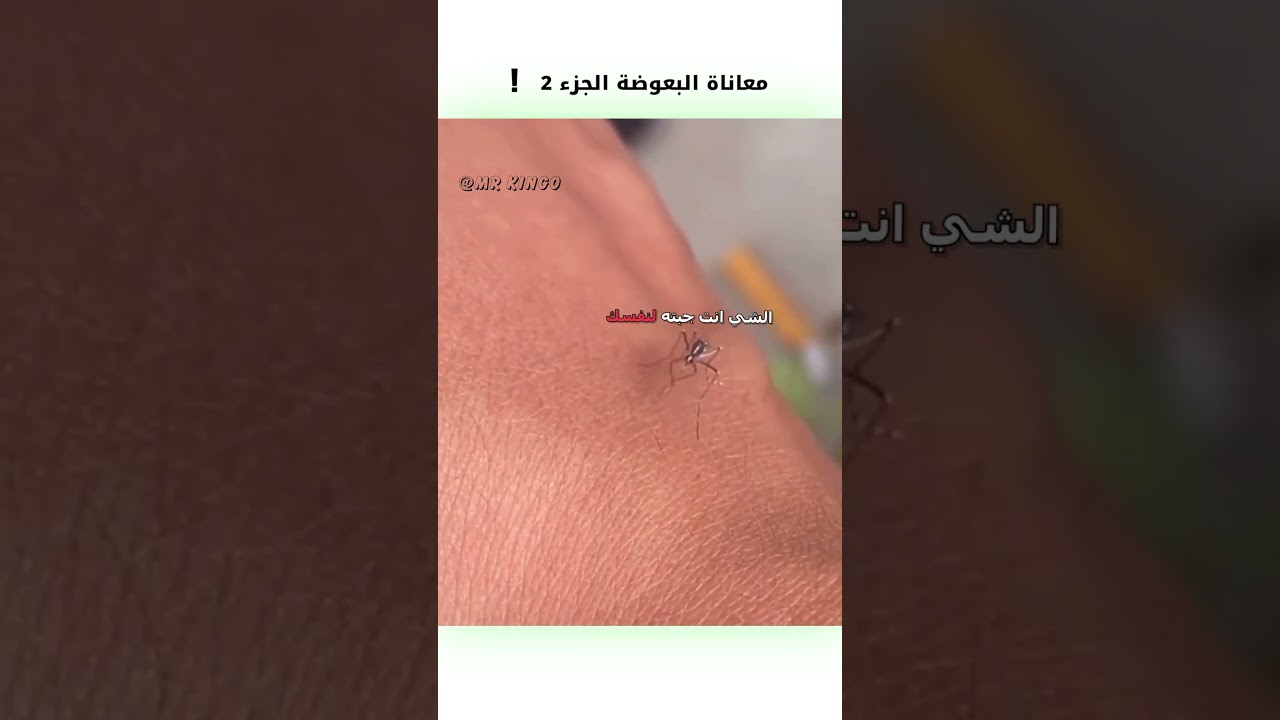 مغامرات البعوضة المضحكة 😂 | دبلجة كوميدية تضحك القلب