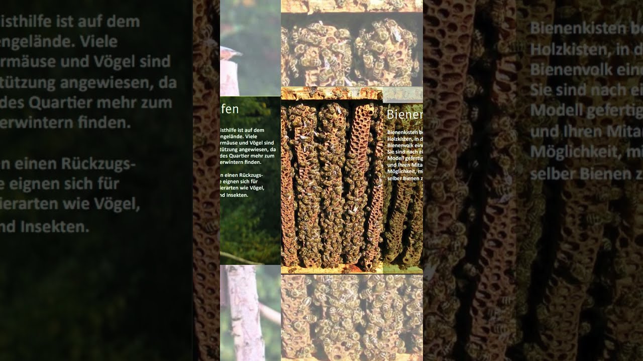 Nur noch 1 Tag bis #btw25: Grüne für Naturschutz 🌱