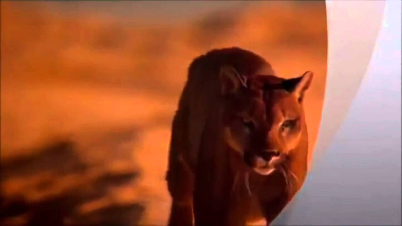 Top Arabic Music Hits 🎶