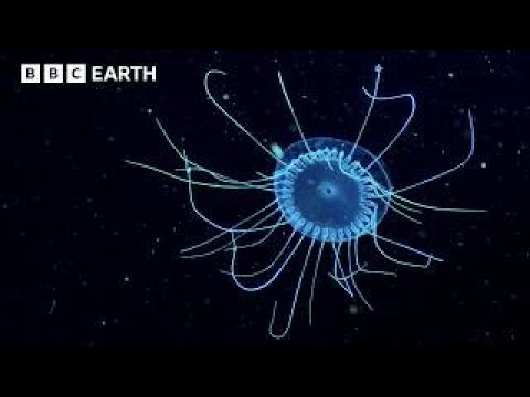 Live: Dive into Underwater Worlds π | BBC Earth
