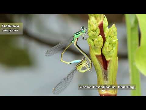 Libellen 2013 Rückblick im Kreis Hersfeld-Rotenburg 🦋