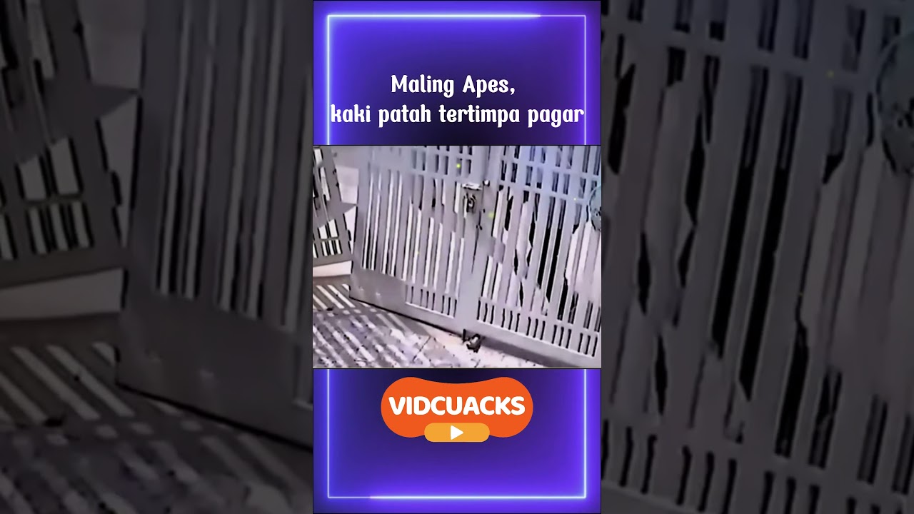 Maling Apes dengan Kaki Patah Tertimpa Pagar #maling #viralnews #malingmotor