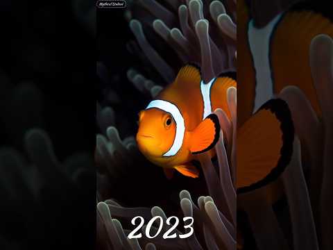 2023 Ocellaris clownfish and 5000bce Ocellaris clownfish||mythical student|| #shortvideo#mythical