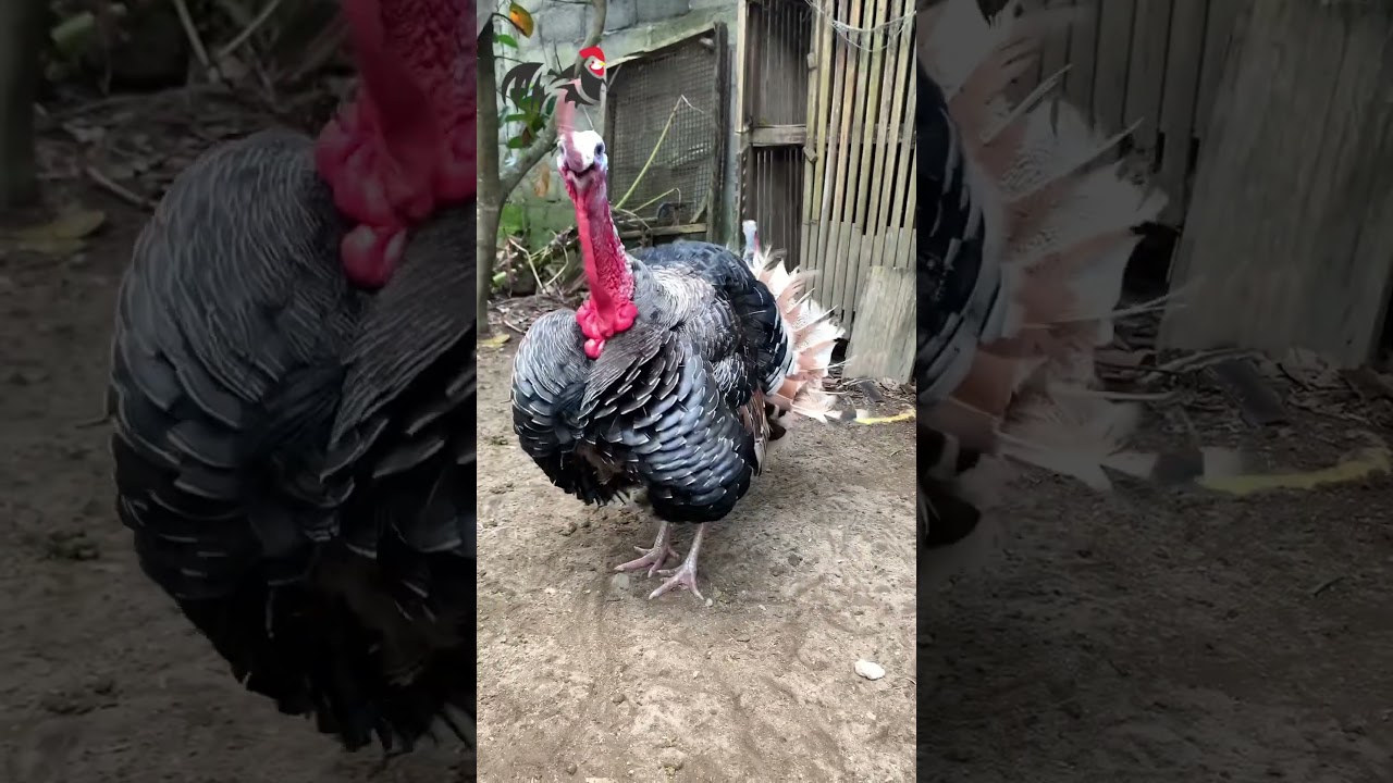 Suara Ayam Kalkun Jantan Dekat 🦃