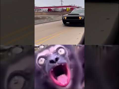Dodge Challenger Hellcat Whine Sounds Like a Wild Animal #dodgecars #dodgechallenger #hellcat  #srt