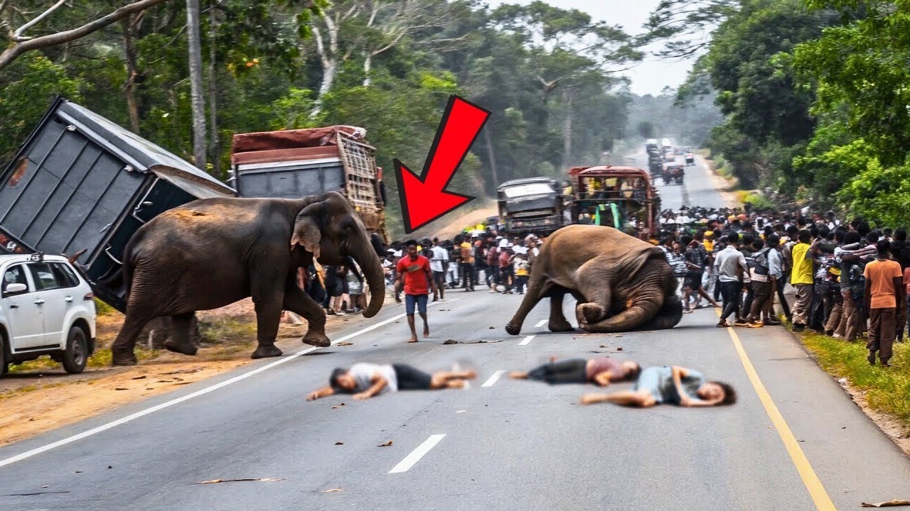 85 Most Brutal Animal Attacks Caught on Camera