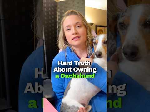 Hard Truth About Owning a mini Dachshund: Theyβll Pick a Favorite! π