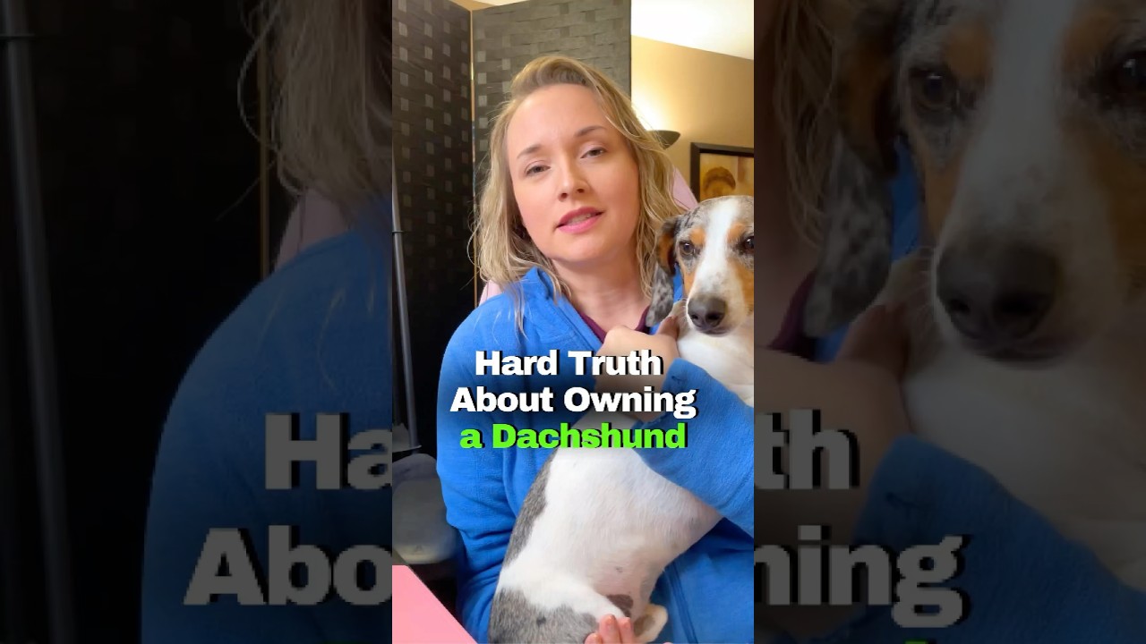 The Surprising Truth About Mini Dachshunds: They’ll Pick a Favorite 🐾