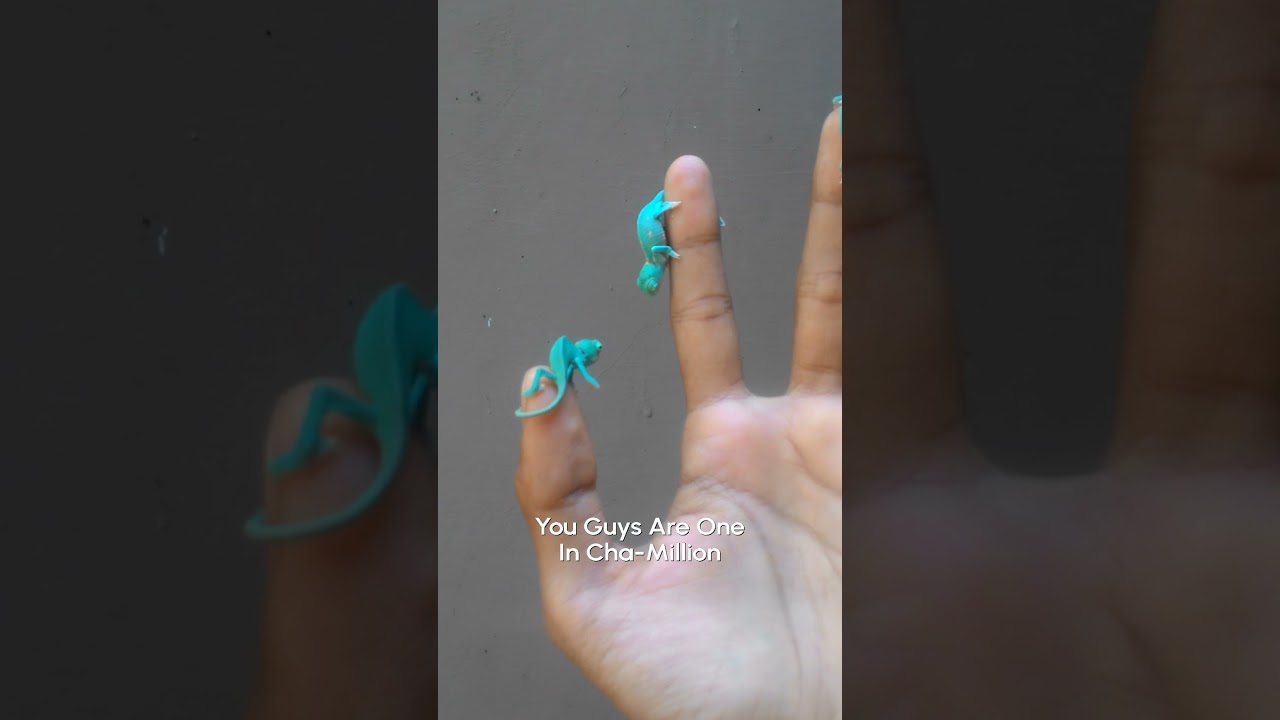 Baby Chameleons Relaxing | From The Vault 🦎