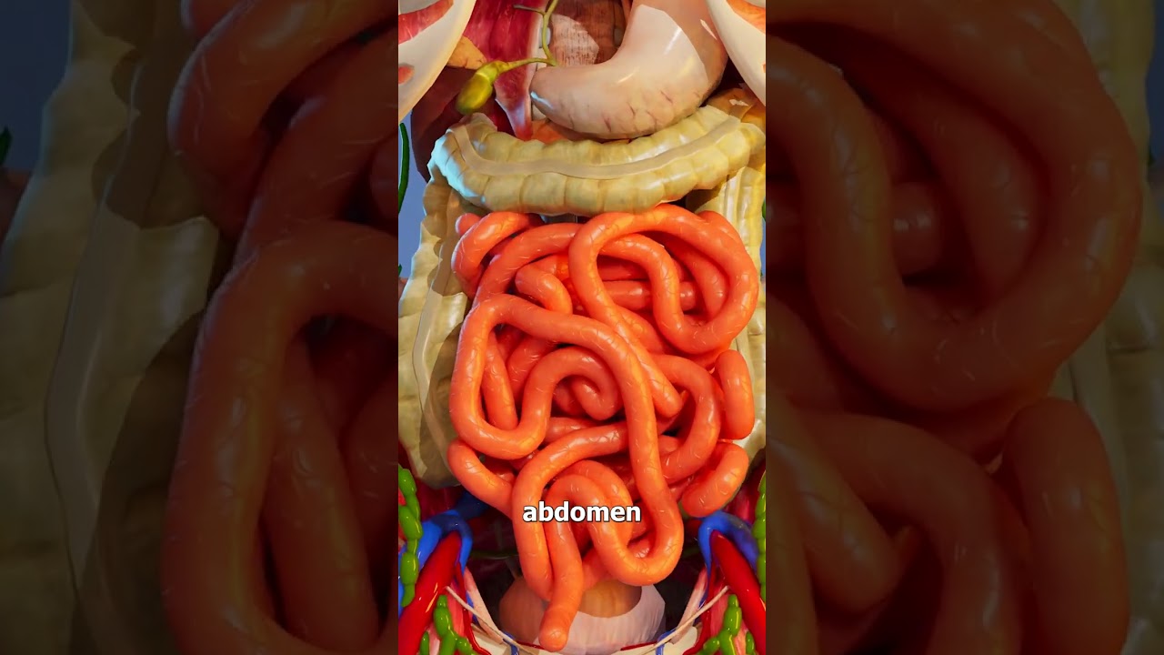 How Long Is Your Digestive System? 🤔