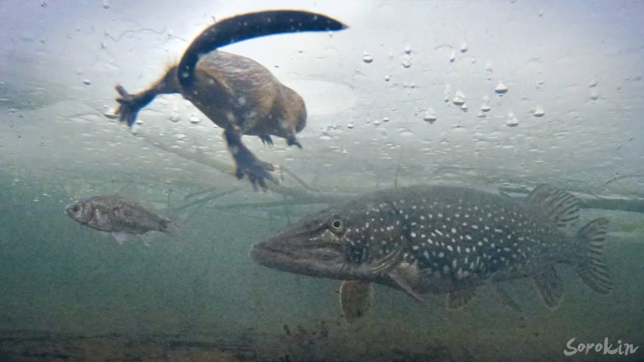 Эпичная рыбалка: Щука Мамка против Ондатры и Карася на жерлицы 🎣