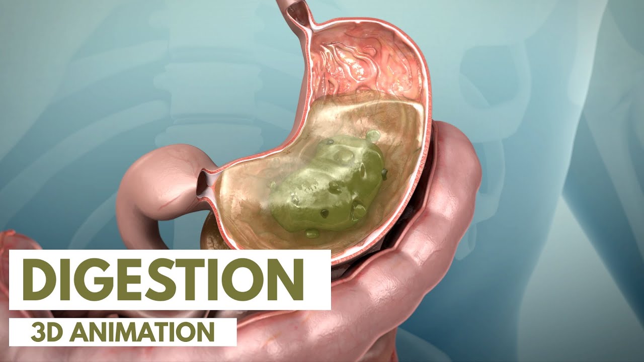 Digestive System Explained in 3D Animation