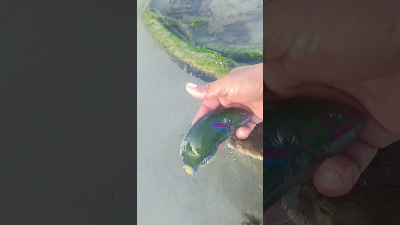 Ikan Hias Laut yang Cantik 🌊