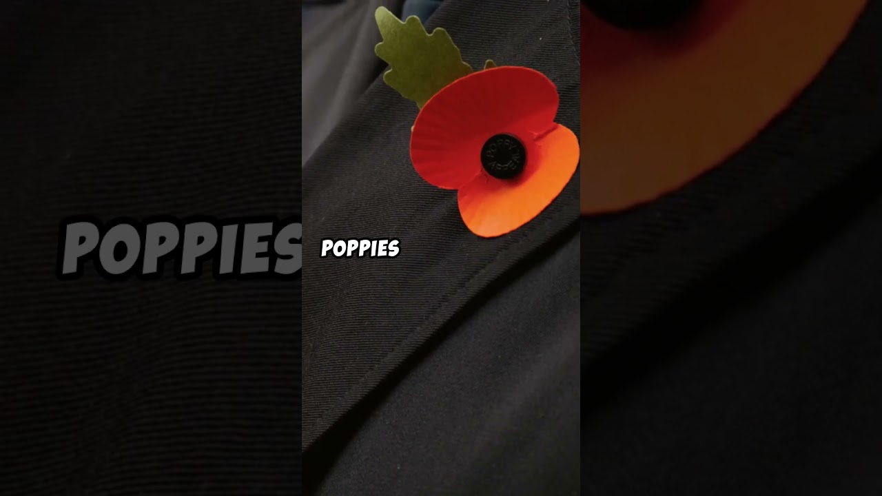 Why We Wear Poppies on Remembrance Day 🇬🇧