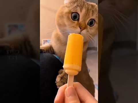 kelakuan meong bikin ngakak, kucing lucu #cat #oyenbarbar #kucinglucu #oyenlucu